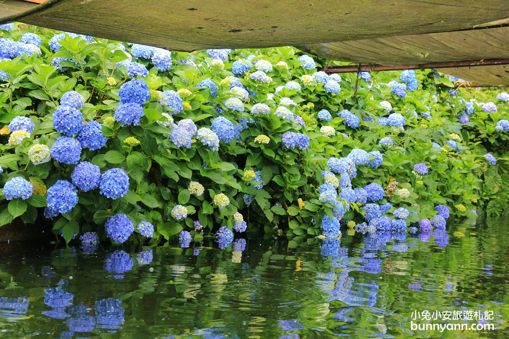 南庄繡球花季 | 浪漫盛夏賞花趣，高山青鱒魚養殖場藍色繡球花團怒放中~