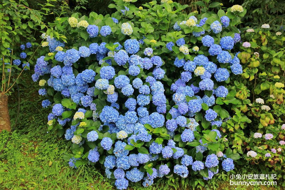 南庄繡球花季 | 浪漫盛夏賞花趣，高山青鱒魚養殖場藍色繡球花團怒放中~