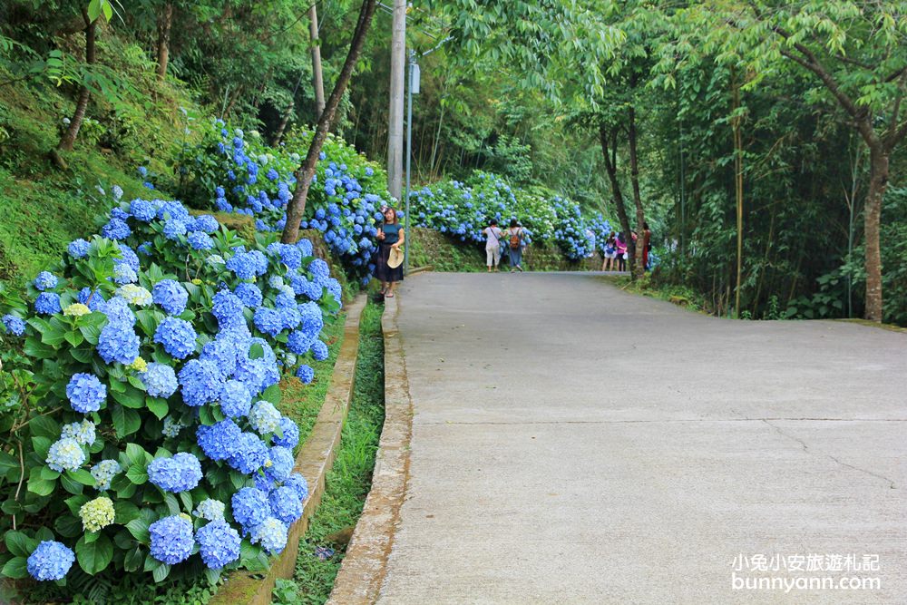 南庄繡球花季 | 浪漫盛夏賞花趣，高山青鱒魚養殖場藍色繡球花團怒放中~