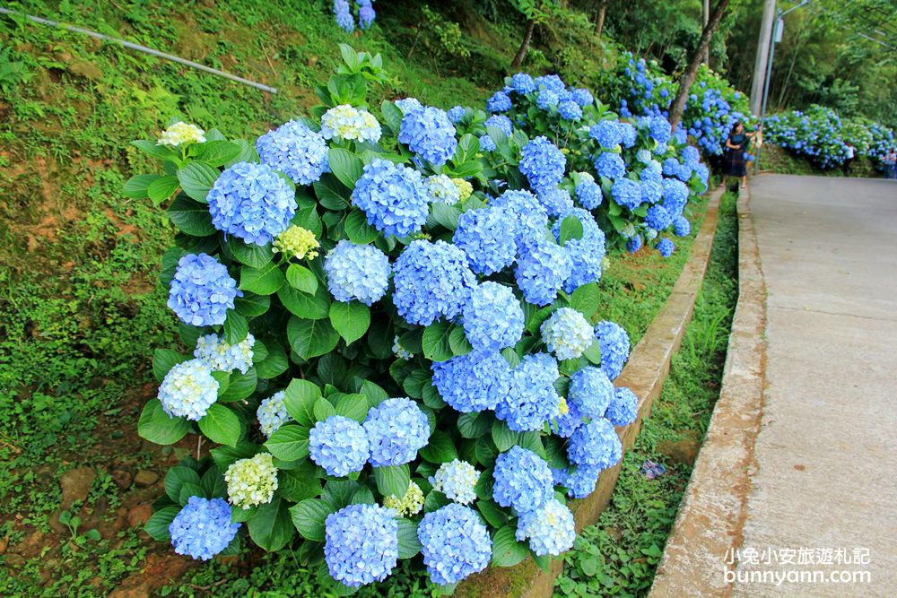 南庄繡球花季 | 浪漫盛夏賞花趣，高山青鱒魚養殖場藍色繡球花團怒放中~