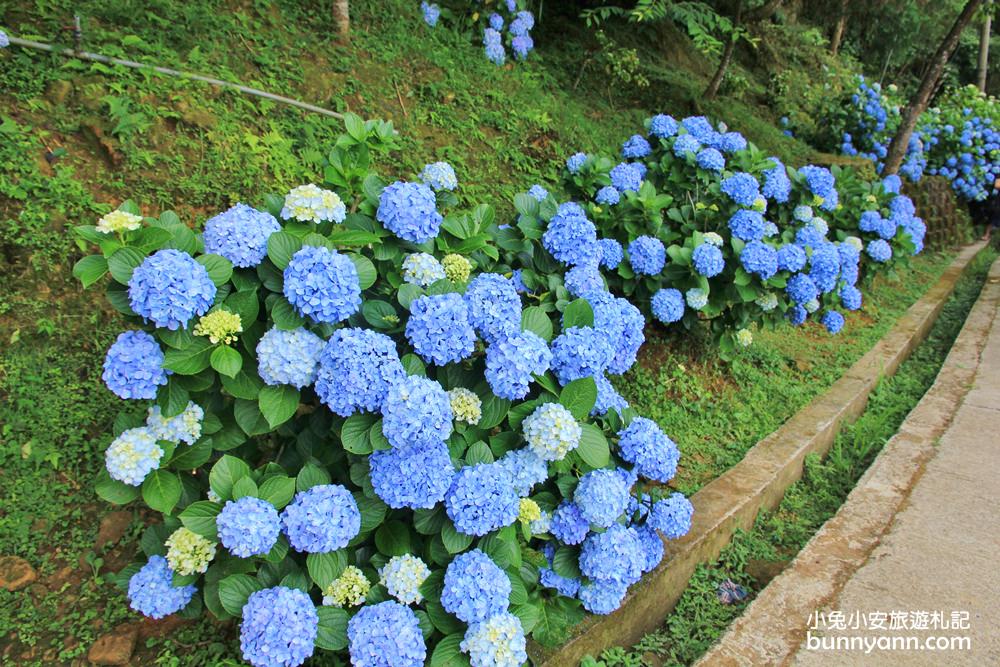 南庄繡球花季 | 浪漫盛夏賞花趣，高山青鱒魚養殖場藍色繡球花團怒放中~