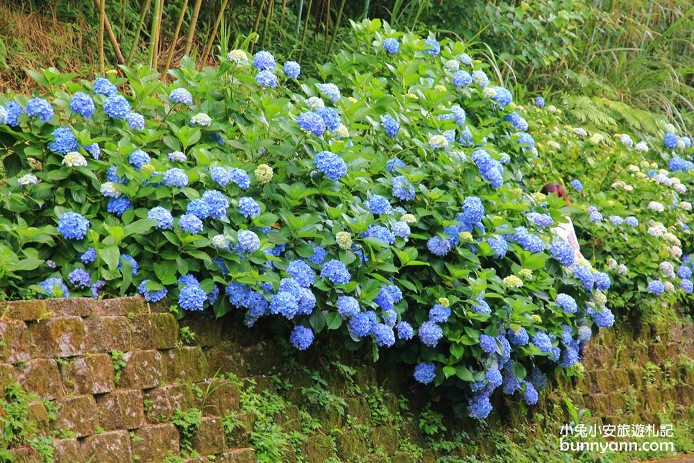 南庄繡球花季 | 浪漫盛夏賞花趣，高山青鱒魚養殖場藍色繡球花團怒放中~