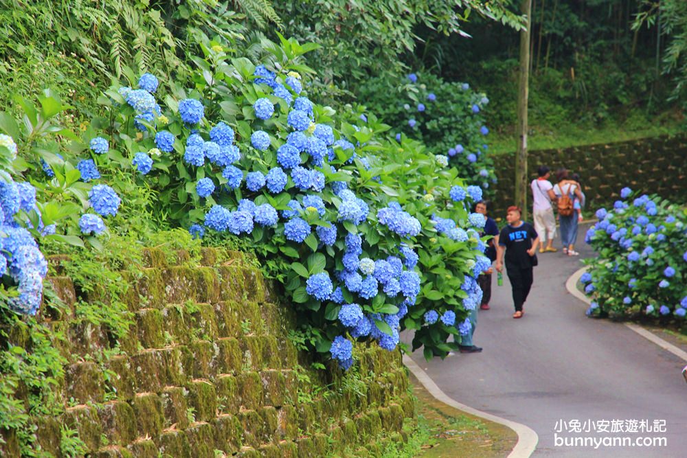 南庄繡球花季 | 浪漫盛夏賞花趣，高山青鱒魚養殖場藍色繡球花團怒放中~