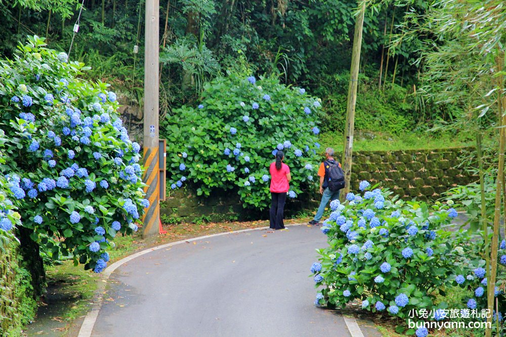 南庄繡球花季 | 浪漫盛夏賞花趣，高山青鱒魚養殖場藍色繡球花團怒放中~