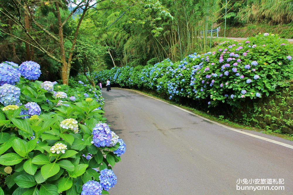 南庄繡球花季 | 浪漫盛夏賞花趣，高山青鱒魚養殖場藍色繡球花團怒放中~