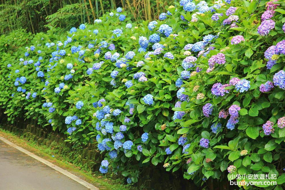 南庄繡球花季 | 浪漫盛夏賞花趣，高山青鱒魚養殖場藍色繡球花團怒放中~