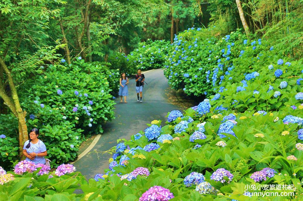 南庄繡球花季 | 浪漫盛夏賞花趣，高山青鱒魚養殖場藍色繡球花團怒放中~