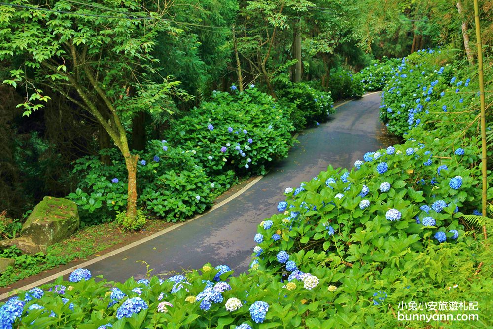 南庄繡球花季 | 浪漫盛夏賞花趣，高山青鱒魚養殖場藍色繡球花團怒放中~