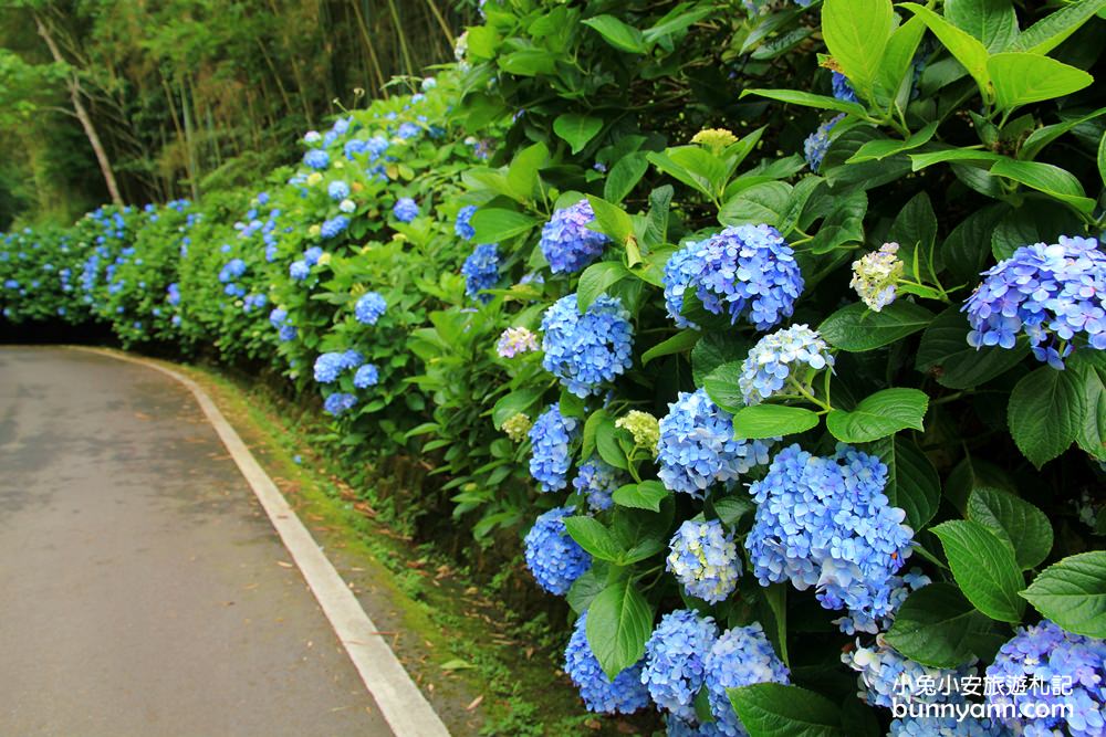 南庄繡球花季 | 浪漫盛夏賞花趣，高山青鱒魚養殖場藍色繡球花團怒放中~