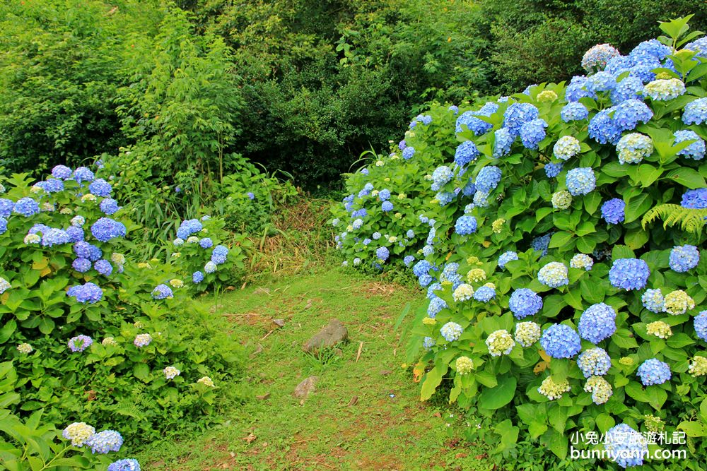 南庄繡球花季 | 浪漫盛夏賞花趣，高山青鱒魚養殖場藍色繡球花團怒放中~