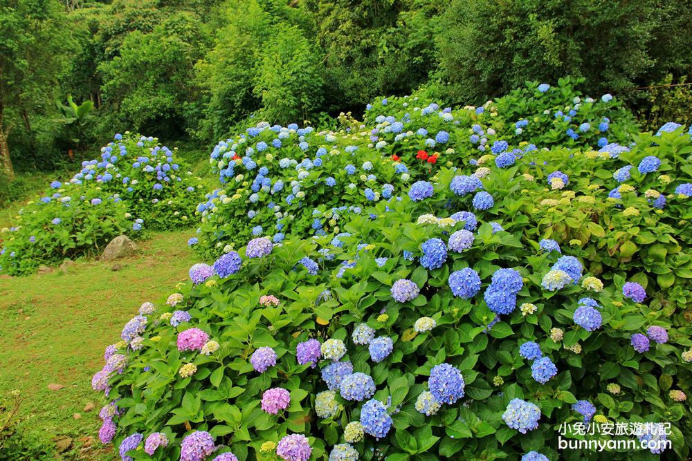 南庄繡球花季 | 浪漫盛夏賞花趣，高山青鱒魚養殖場藍色繡球花團怒放中~