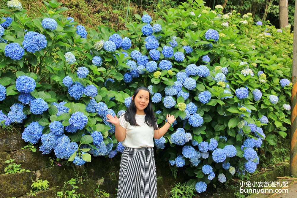 南庄繡球花季 | 浪漫盛夏賞花趣，高山青鱒魚養殖場藍色繡球花團怒放中~