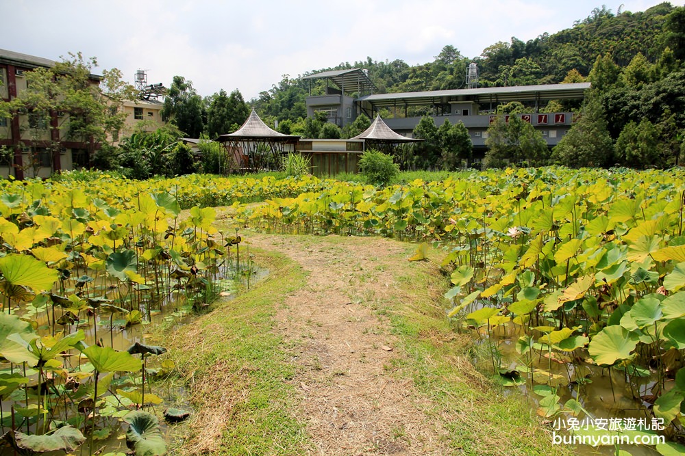 南投景點》埔里桃米生態村紙教堂，漫步優雅綠色池畔園區~