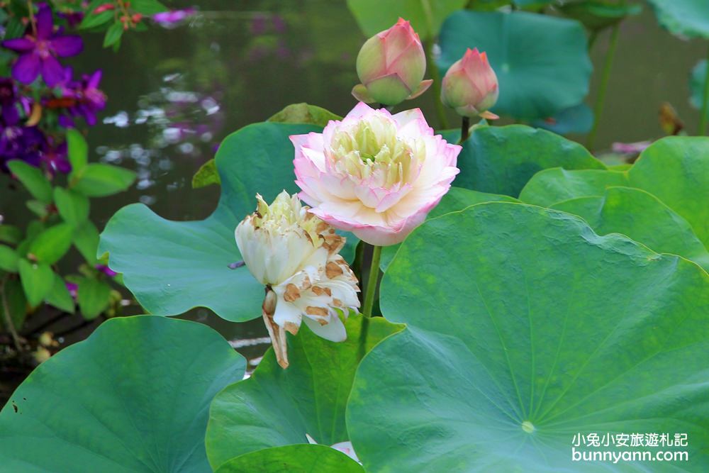 桃園景點》蓮荷園休閒農場，水上漂浮大王蓮，來當一日睡美人～