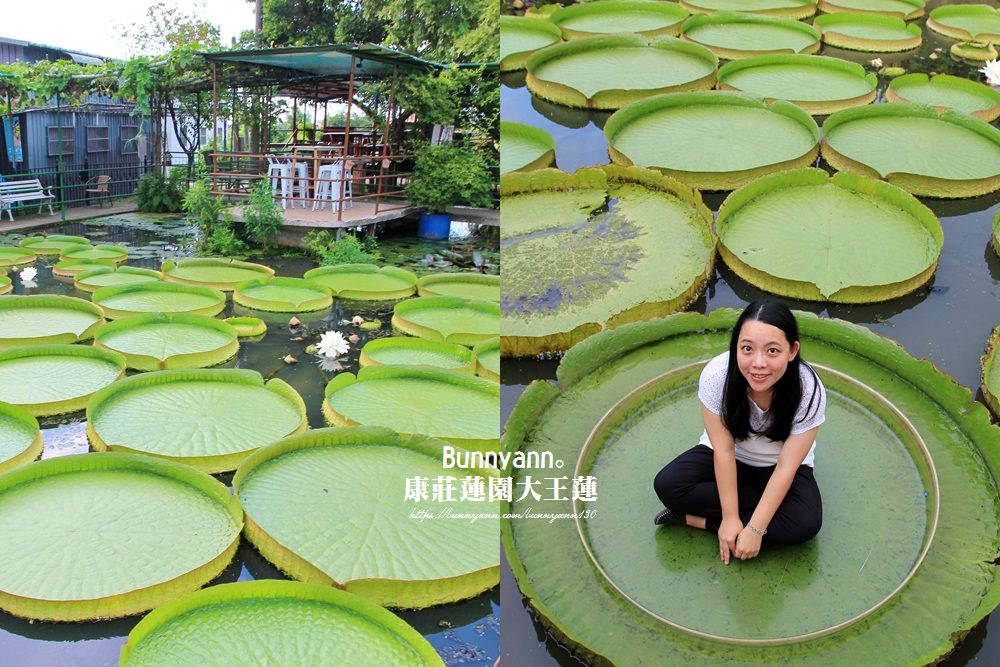 桃園景點》康莊蓮園漂浮大王蓮，走進借物少女艾莉緹世界中～