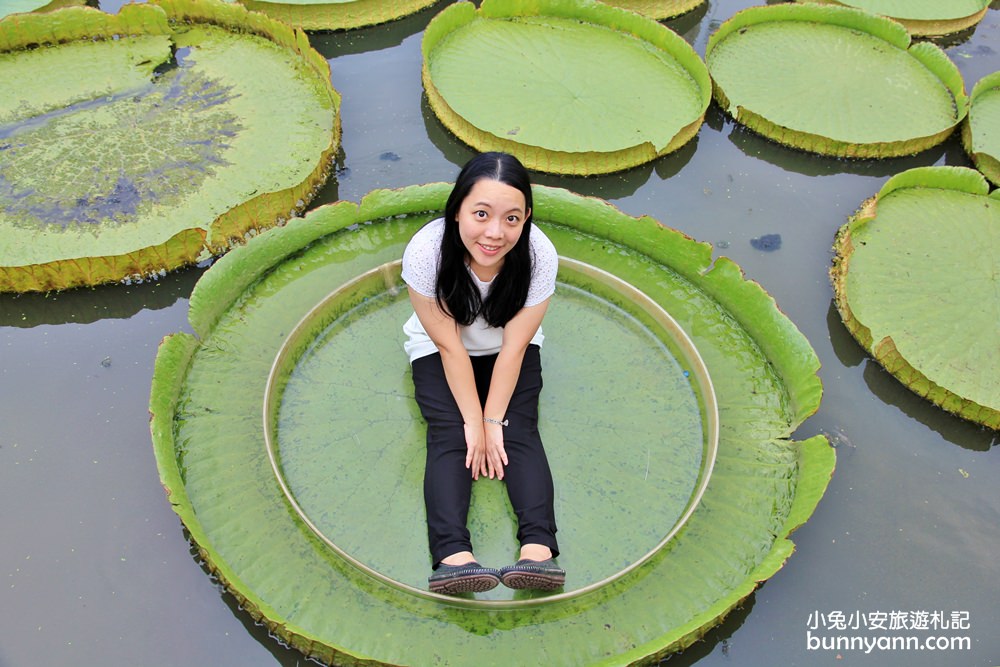 桃園景點》康莊蓮園漂浮大王蓮，走進借物少女艾莉緹世界中～