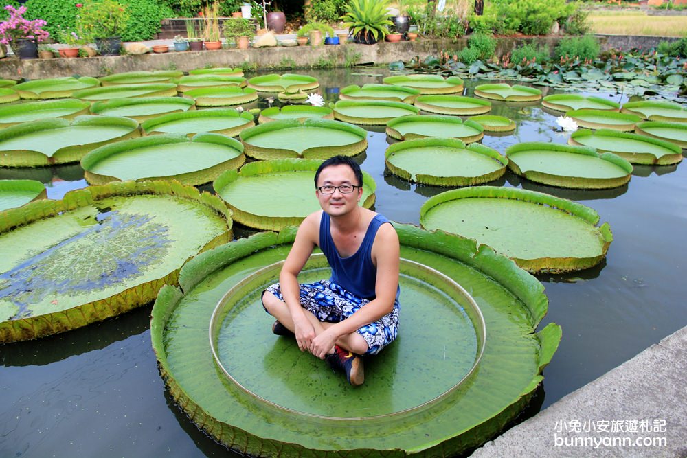 桃園景點》康莊蓮園漂浮大王蓮，走進借物少女艾莉緹世界中～