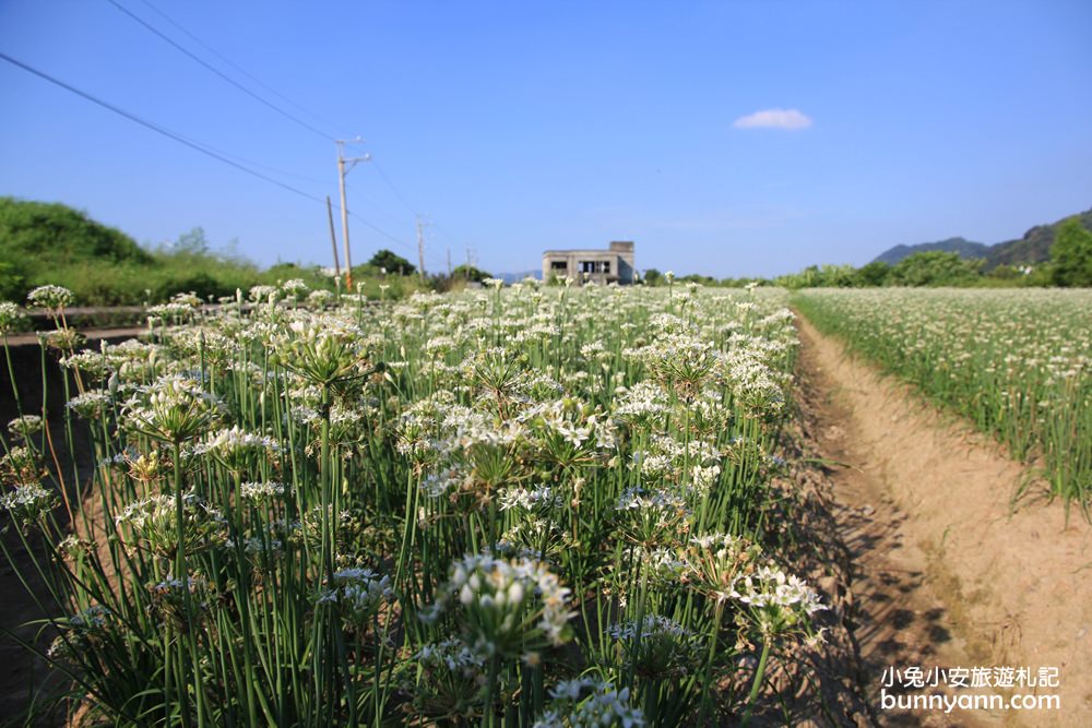 桃園韭菜花》大溪中新里韭菜花田，浪漫鄉間小路九月雪景，美麗韭菜花季盛開中~