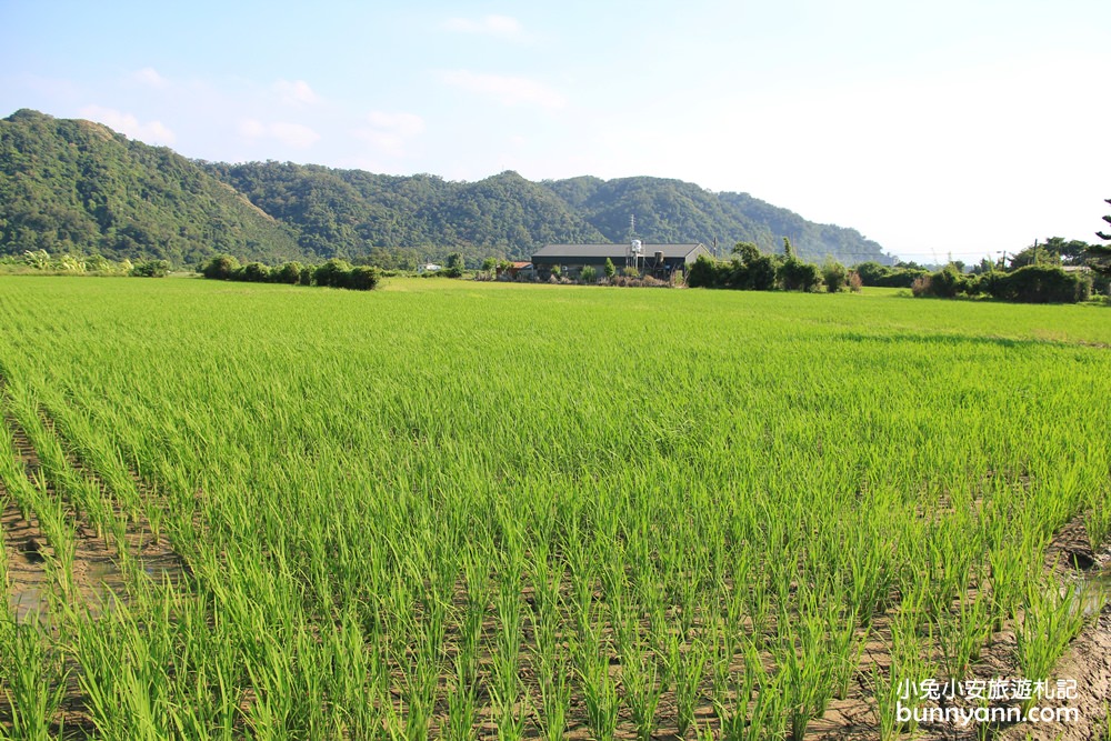 桃園韭菜花》大溪中新里韭菜花田，浪漫鄉間小路九月雪景，美麗韭菜花季盛開中~