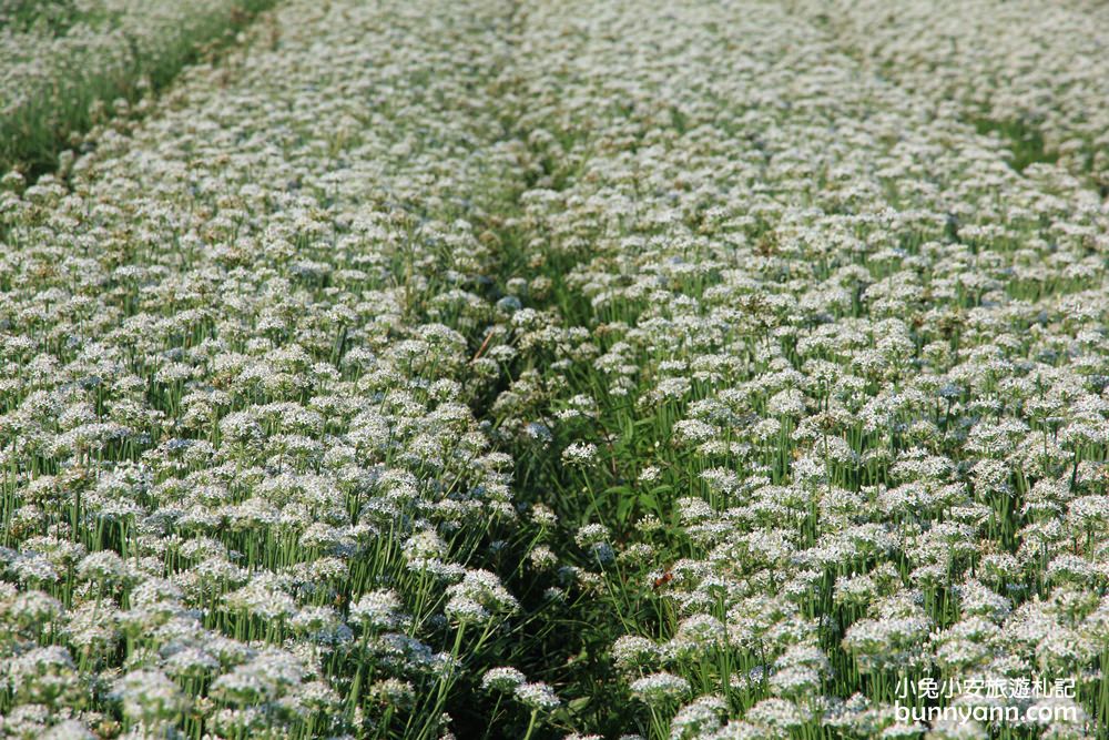 桃園韭菜花》大溪中新里韭菜花田，浪漫鄉間小路九月雪景，美麗韭菜花季盛開中~