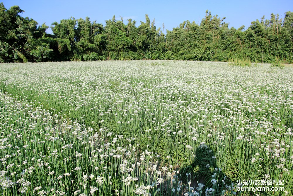 桃園韭菜花》大溪中新里韭菜花田，浪漫鄉間小路九月雪景，美麗韭菜花季盛開中~