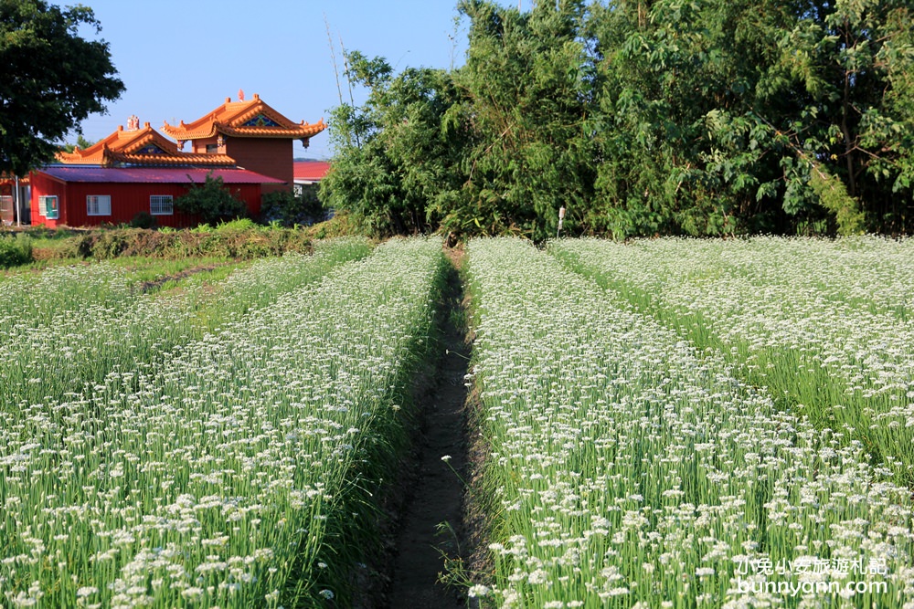 桃園韭菜花》大溪中新里韭菜花田，浪漫鄉間小路九月雪景，美麗韭菜花季盛開中~