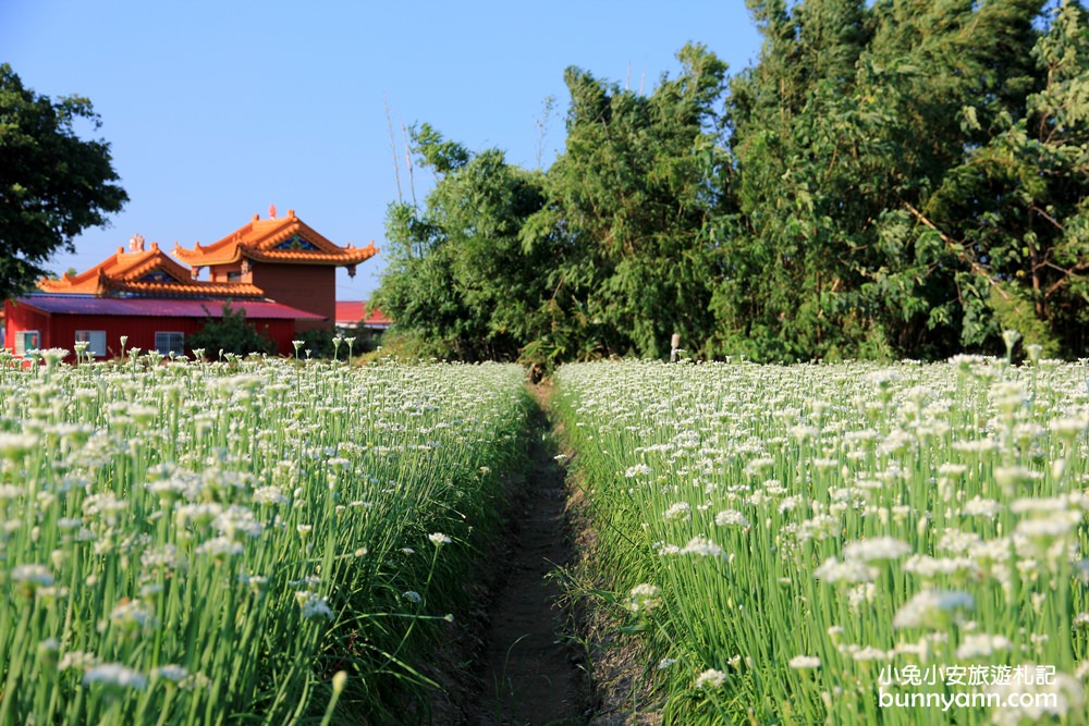 桃園韭菜花》大溪中新里韭菜花田，浪漫鄉間小路九月雪景，美麗韭菜花季盛開中~