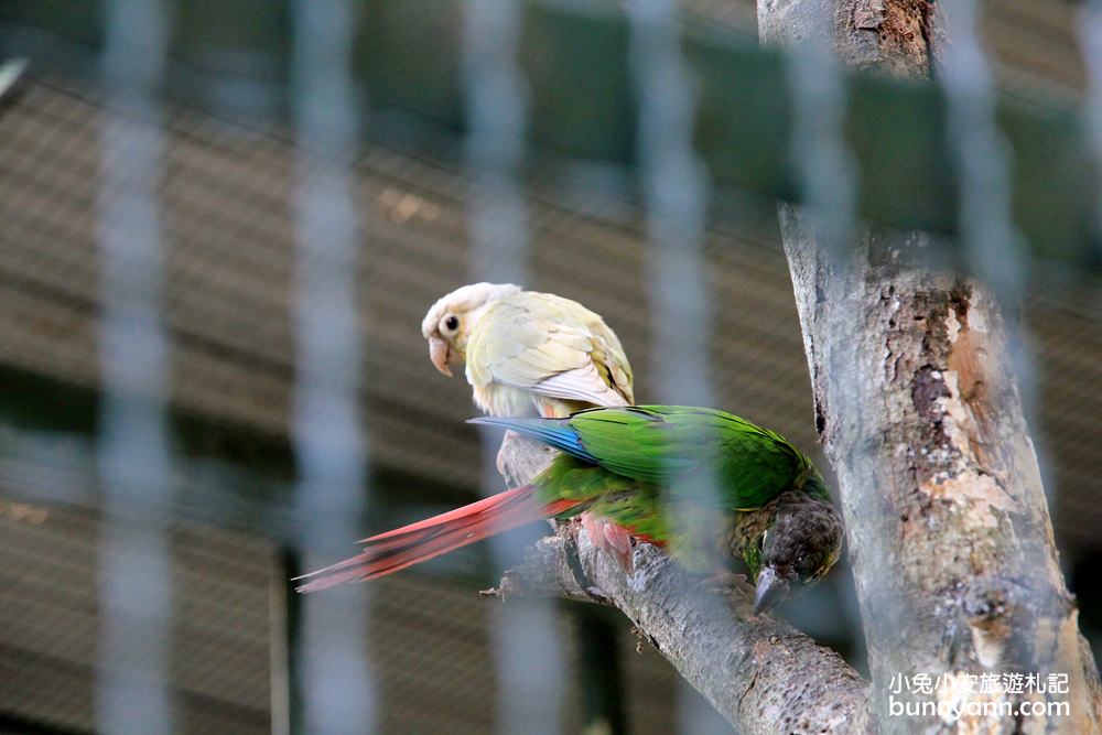 新埔森林鳥花園(已歇業)，超長森林溜滑梯、大樹屋、戲水池整個玩翻天~