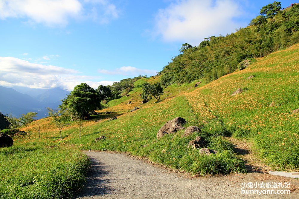 赤科山金針花海｜帶你玩赤科農場一日遊，最新花況一篇搞定