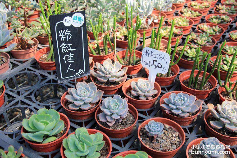 彰化景點》文青系，田尾綠果庭院打卡小秘境，滿滿多肉植物超幸福~