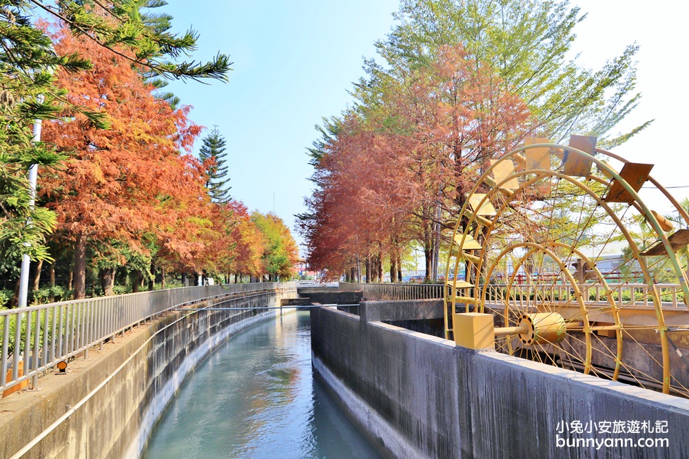 雲林落羽松》林內農田水利文物陳列館落羽松，火紅水道落羽松、遇見冬季浪漫美景～