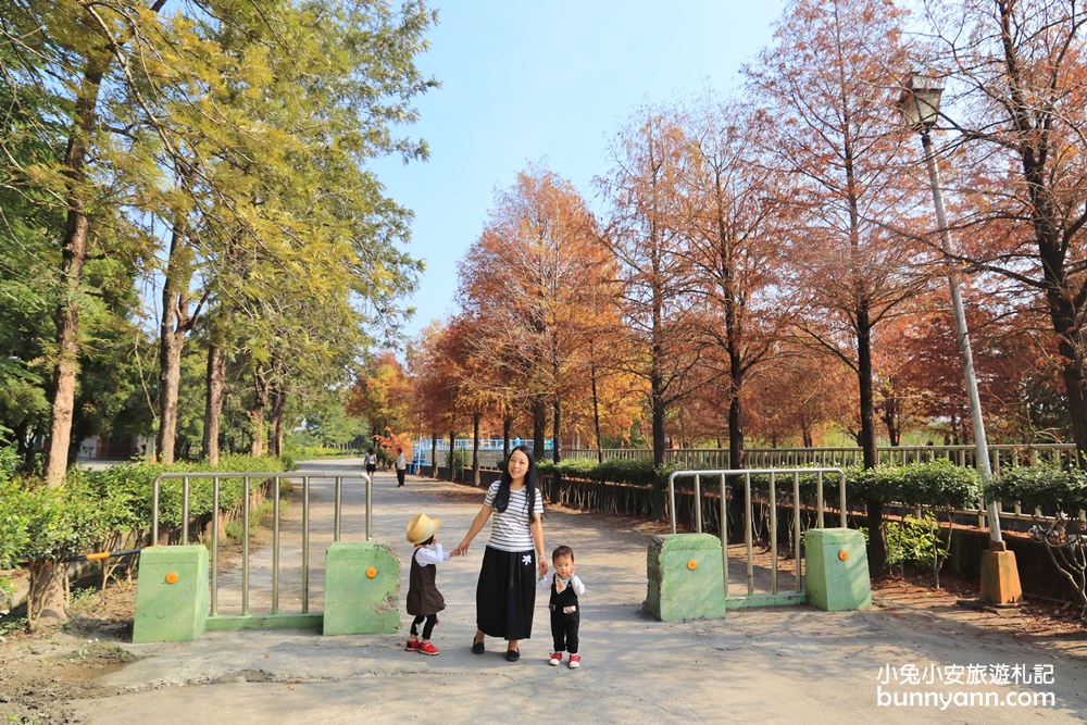 雲林落羽松》林內農田水利文物陳列館落羽松，火紅水道落羽松、遇見冬季浪漫美景～