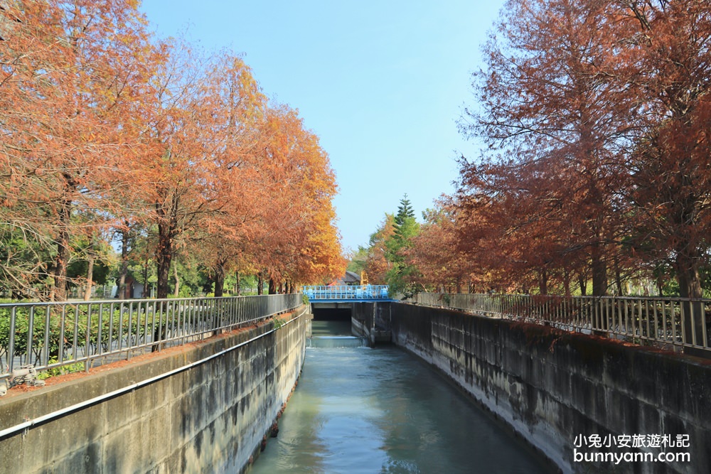 雲林落羽松》林內農田水利文物陳列館落羽松，火紅水道落羽松、遇見冬季浪漫美景～