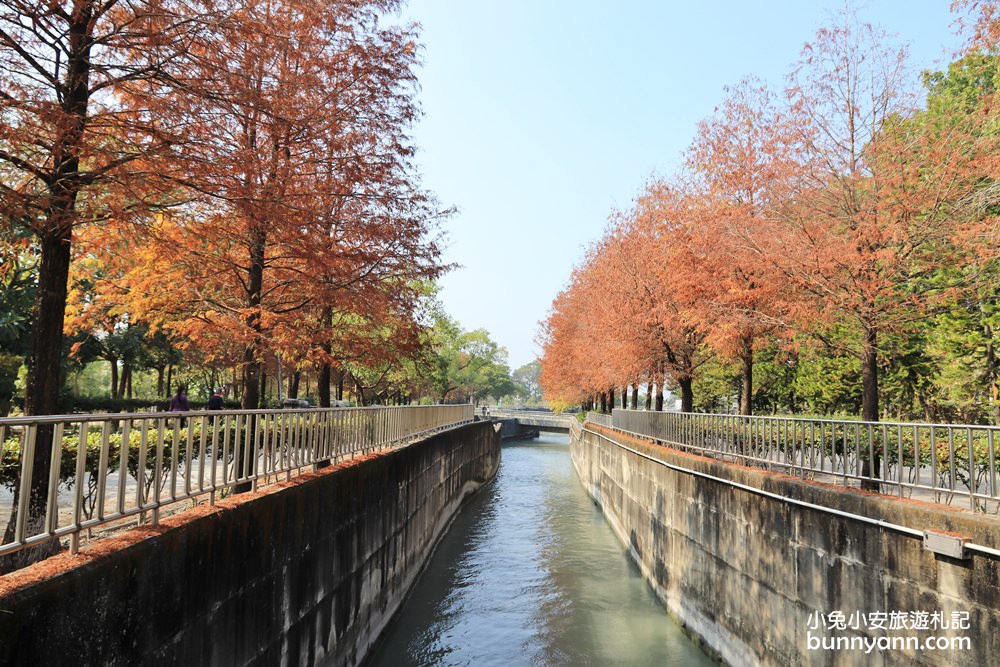 雲林落羽松》林內農田水利文物陳列館落羽松，火紅水道落羽松、遇見冬季浪漫美景～