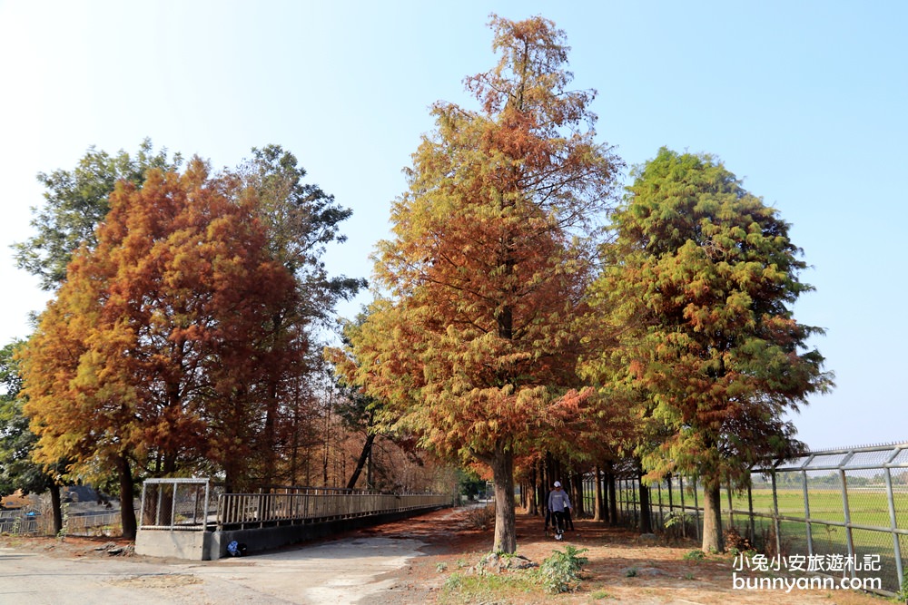 雲林落羽松》林內農田水利文物陳列館落羽松，火紅水道落羽松、遇見冬季浪漫美景～