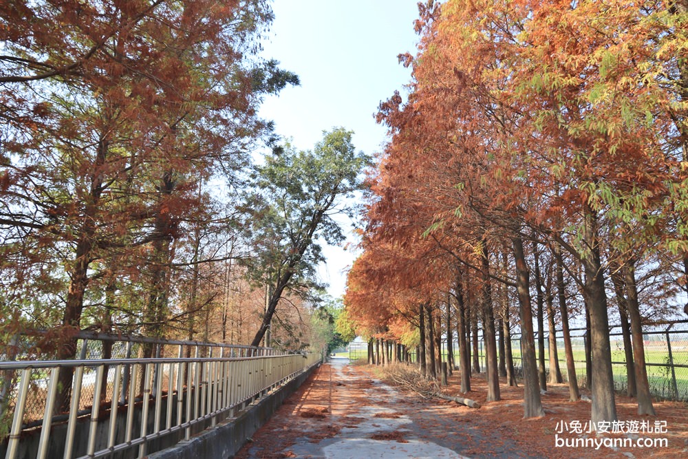 雲林落羽松》林內農田水利文物陳列館落羽松，火紅水道落羽松、遇見冬季浪漫美景～