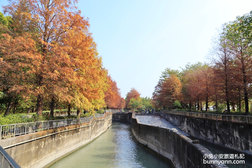 雲林落羽松》林內農田水利文物陳列館落羽松，火紅水道落羽松、遇見冬季浪漫美景～