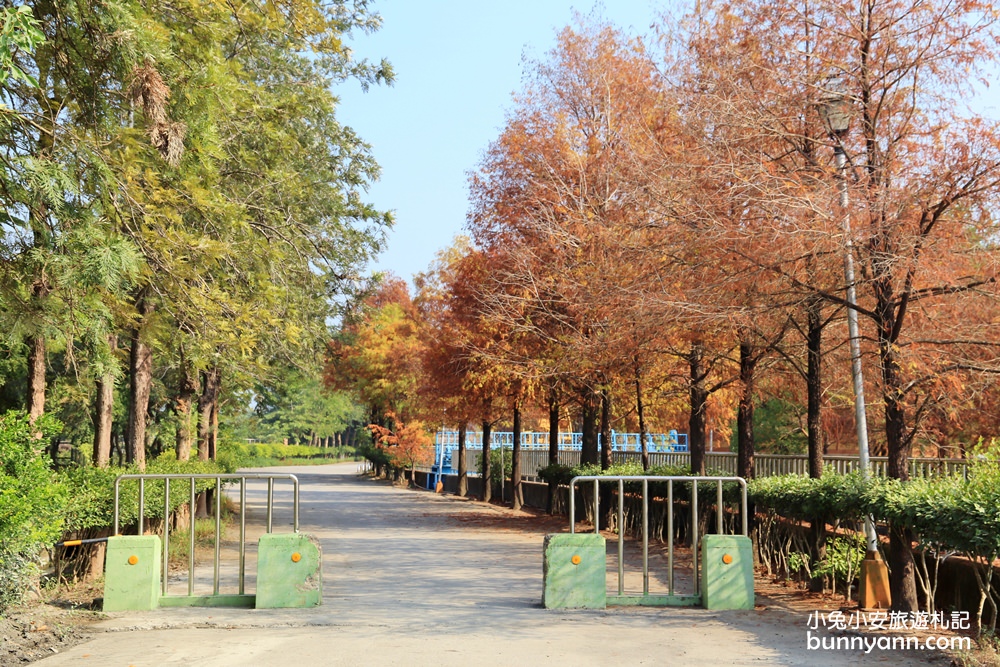 雲林落羽松》林內農田水利文物陳列館落羽松，火紅水道落羽松、遇見冬季浪漫美景～