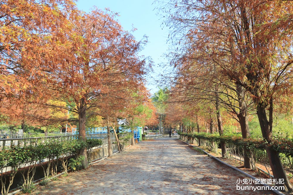 雲林落羽松》林內農田水利文物陳列館落羽松，火紅水道落羽松、遇見冬季浪漫美景～