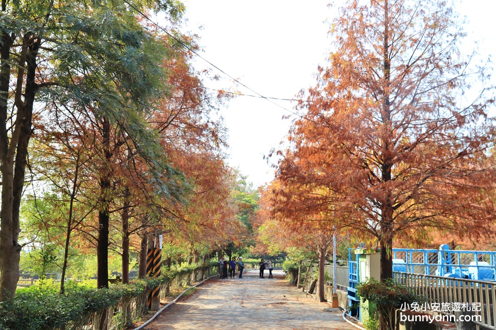 雲林落羽松》林內農田水利文物陳列館落羽松，火紅水道落羽松、遇見冬季浪漫美景～