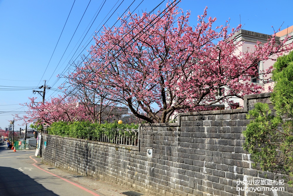 台北櫻花季》2019平菁街42巷櫻花，美拍粉嫩櫻花，櫻花巷浪漫櫻花盛開中~