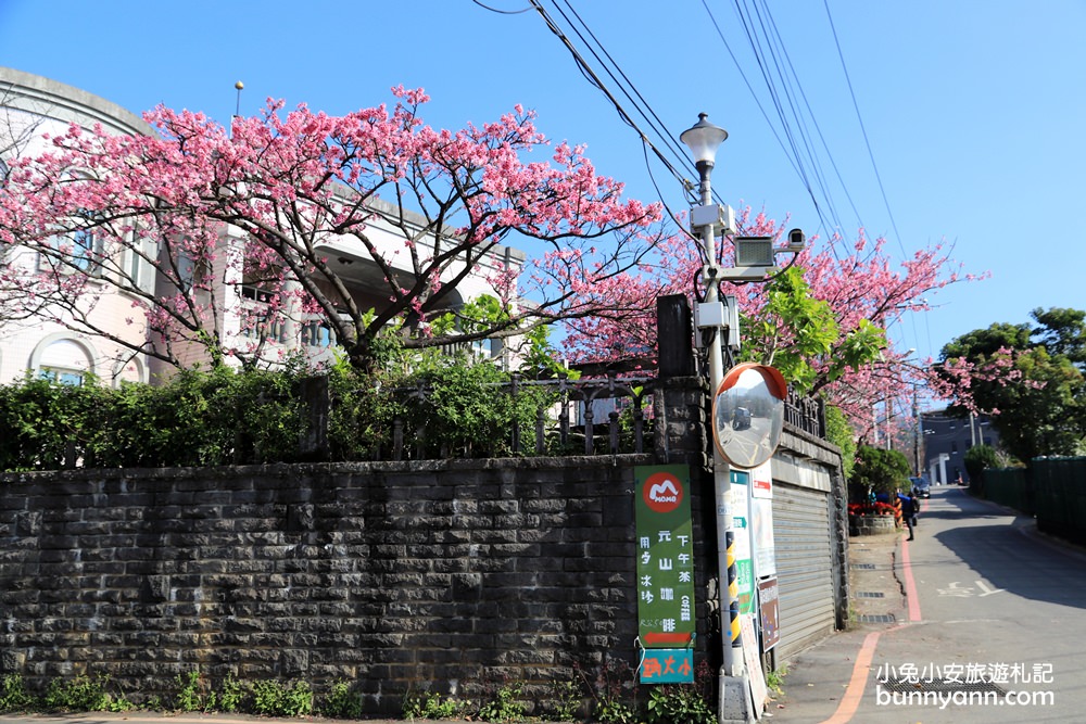 台北櫻花季》2019平菁街42巷櫻花，美拍粉嫩櫻花，櫻花巷浪漫櫻花盛開中~