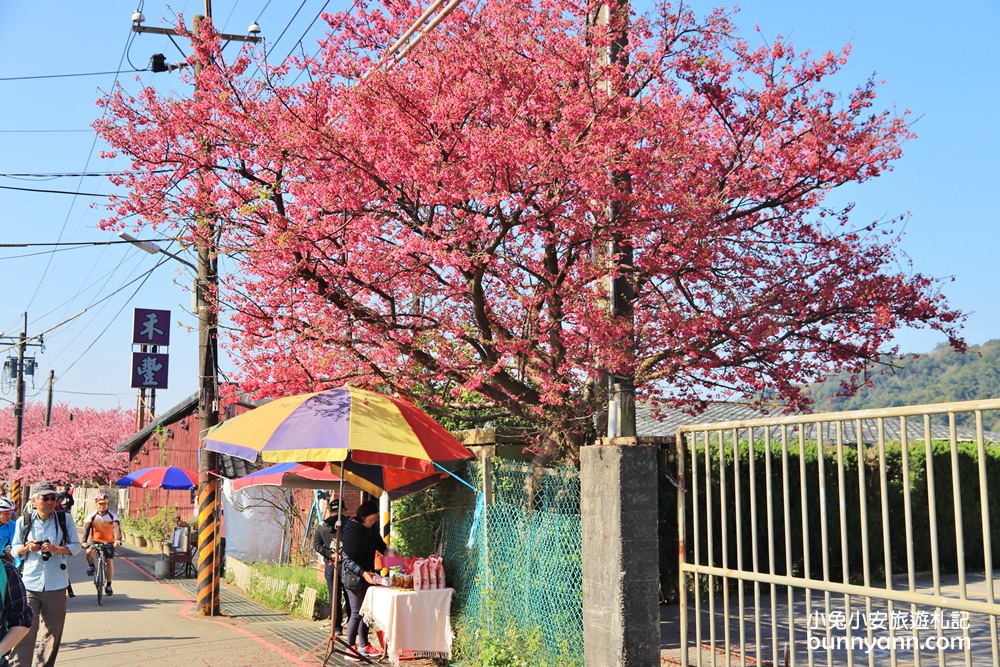 台北櫻花季》2019平菁街42巷櫻花，美拍粉嫩櫻花，櫻花巷浪漫櫻花盛開中~