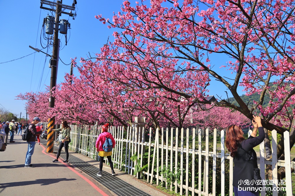 台北櫻花季》2019平菁街42巷櫻花，美拍粉嫩櫻花，櫻花巷浪漫櫻花盛開中~