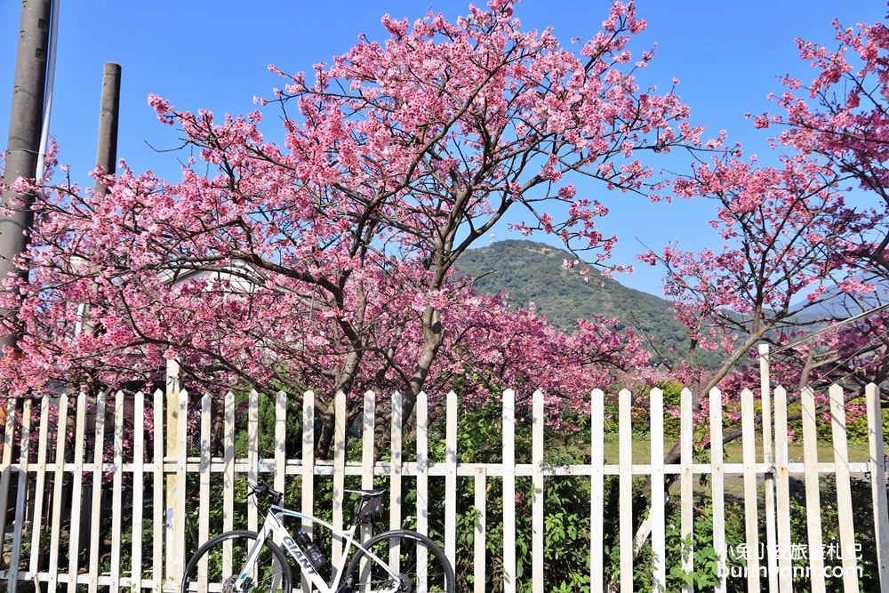 台北櫻花季》2019平菁街42巷櫻花，美拍粉嫩櫻花，櫻花巷浪漫櫻花盛開中~