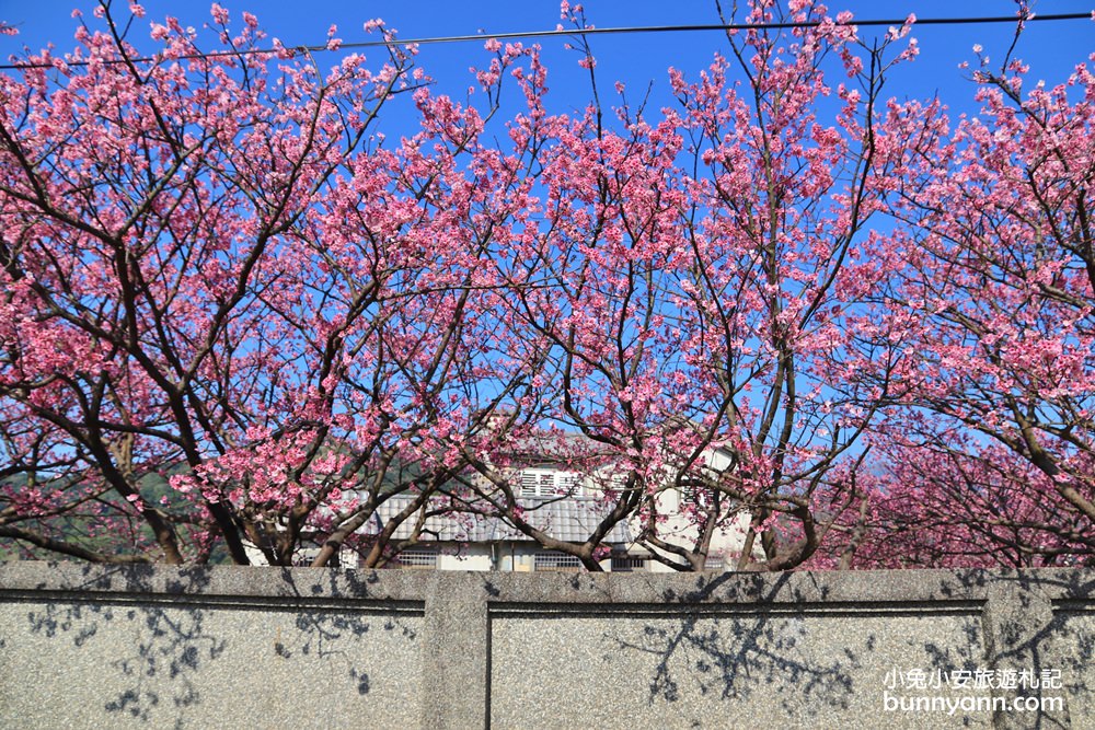 台北櫻花季》2019平菁街42巷櫻花，美拍粉嫩櫻花，櫻花巷浪漫櫻花盛開中~