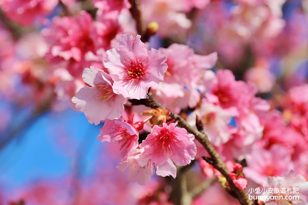 台北櫻花季》2019平菁街42巷櫻花，美拍粉嫩櫻花，櫻花巷浪漫櫻花盛開中~