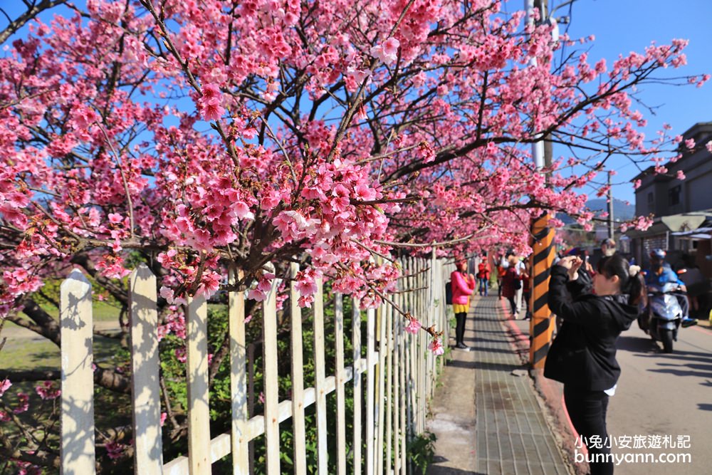 台北櫻花季》2019平菁街42巷櫻花，美拍粉嫩櫻花，櫻花巷浪漫櫻花盛開中~