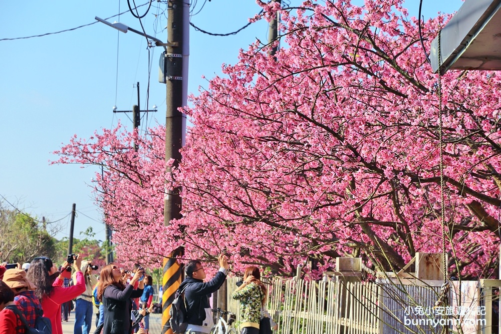 台北櫻花季》2019平菁街42巷櫻花，美拍粉嫩櫻花，櫻花巷浪漫櫻花盛開中~