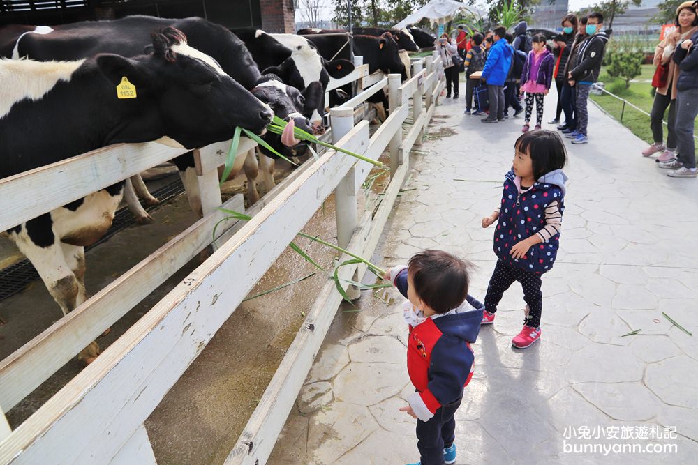 台灣可以看牛景點推薦，10個耍牛脾氣牧場，擠牛奶超有趣
